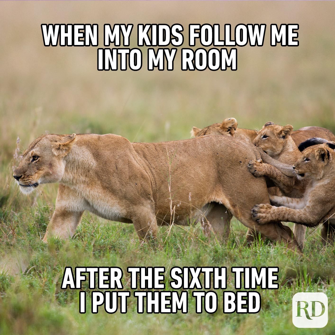 Lion being attacked by her cubs. MEME TEXT: When my kids follow me into my room after the sixth time I put them to bed
