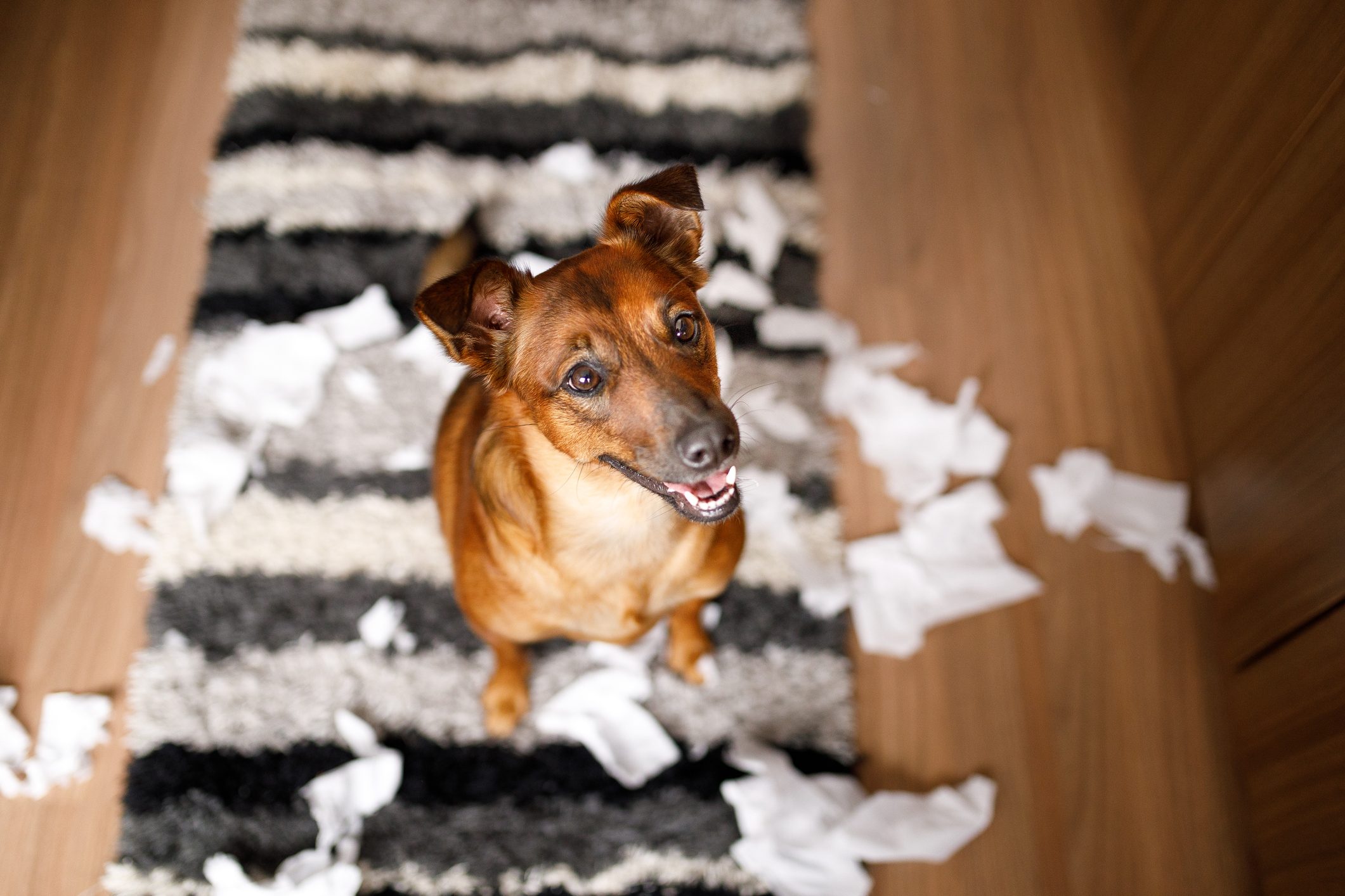 Dog proud of it's mess