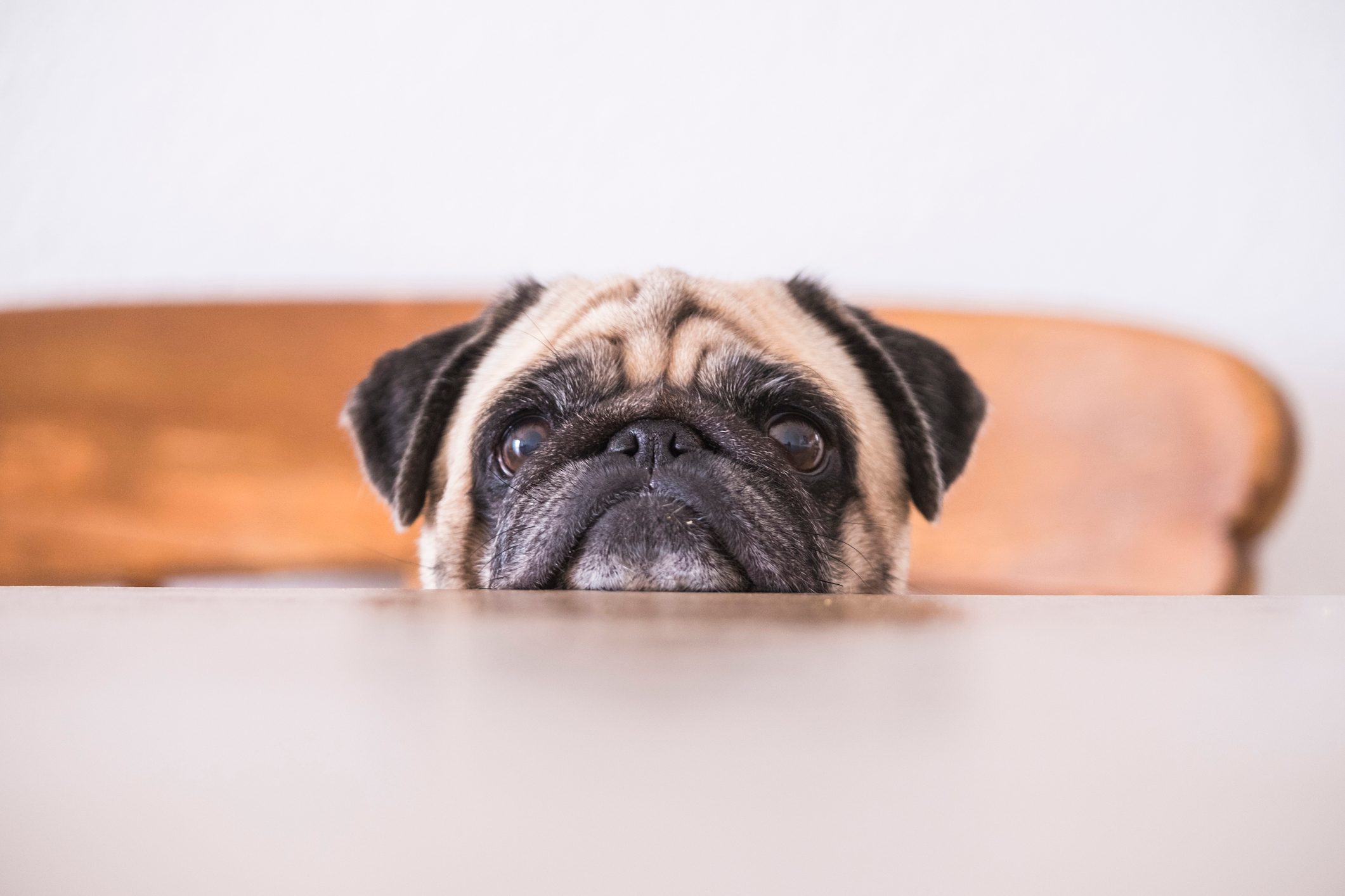 Pug's head leaning on tabletop