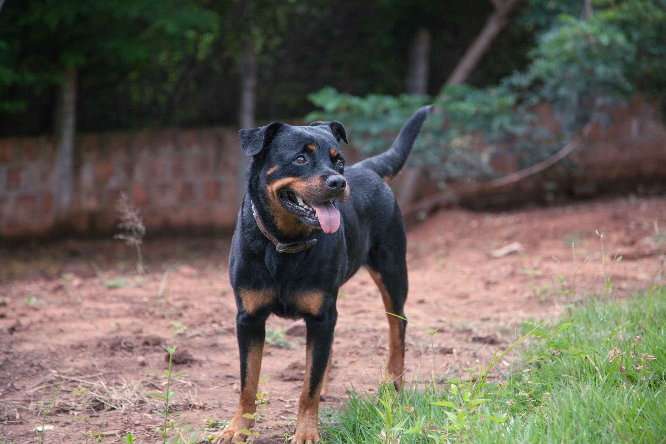 A Rotterman, Rotterweiler and Doberman Pinscher mix, enjoying the backyard