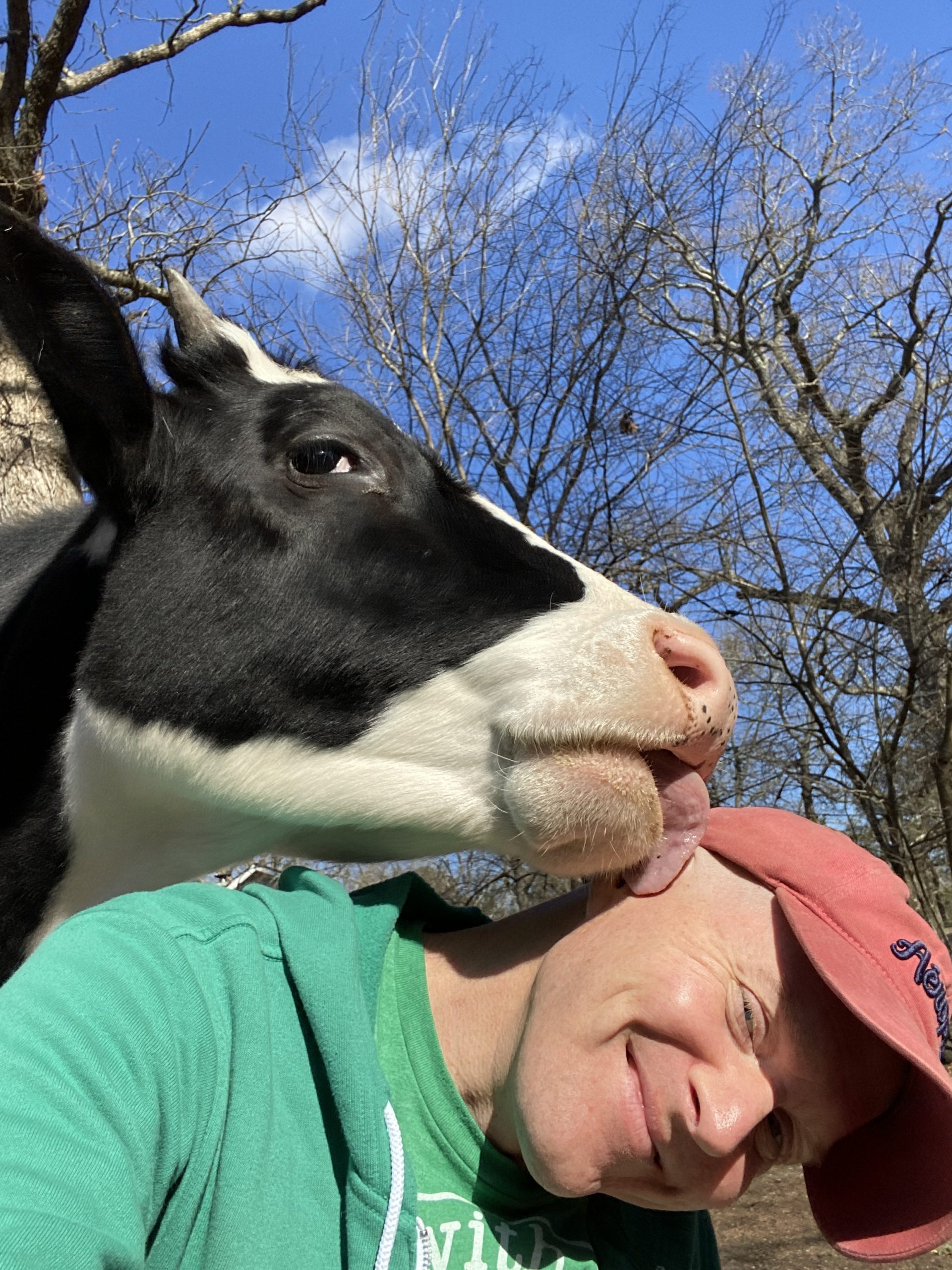  Ryan Phillips and pet pal cow