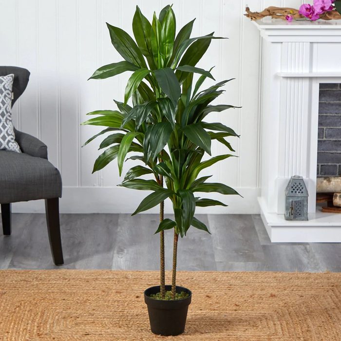 4 Draecaena Real Touch Ecomm Via Nearlnatural.com