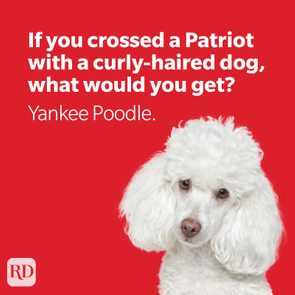 yankee poodle 4th of july joke