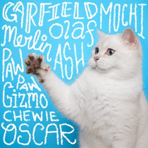 Boy cat names handwritten on a photo of a cat on a blue background