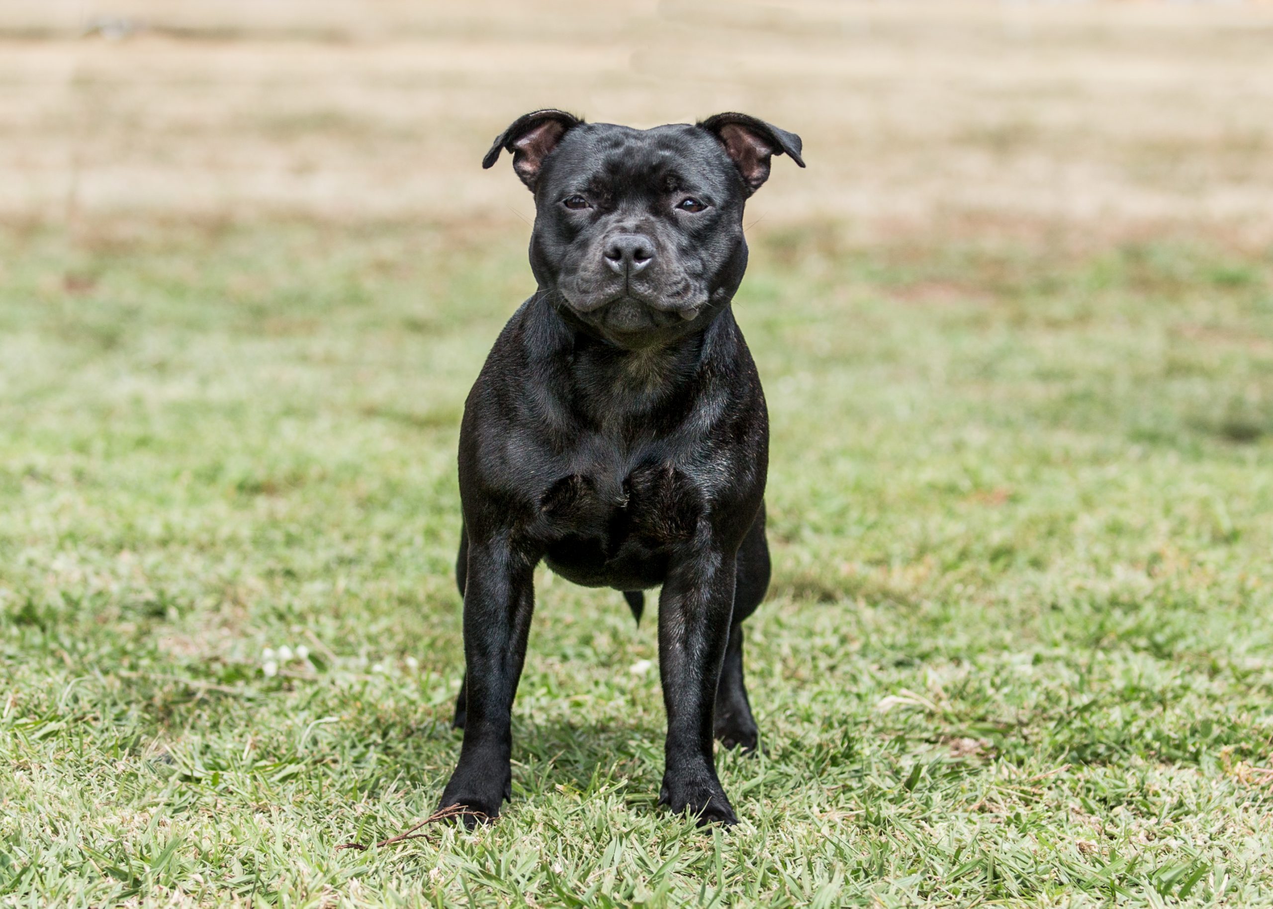 Staffordshire Bull Terrier