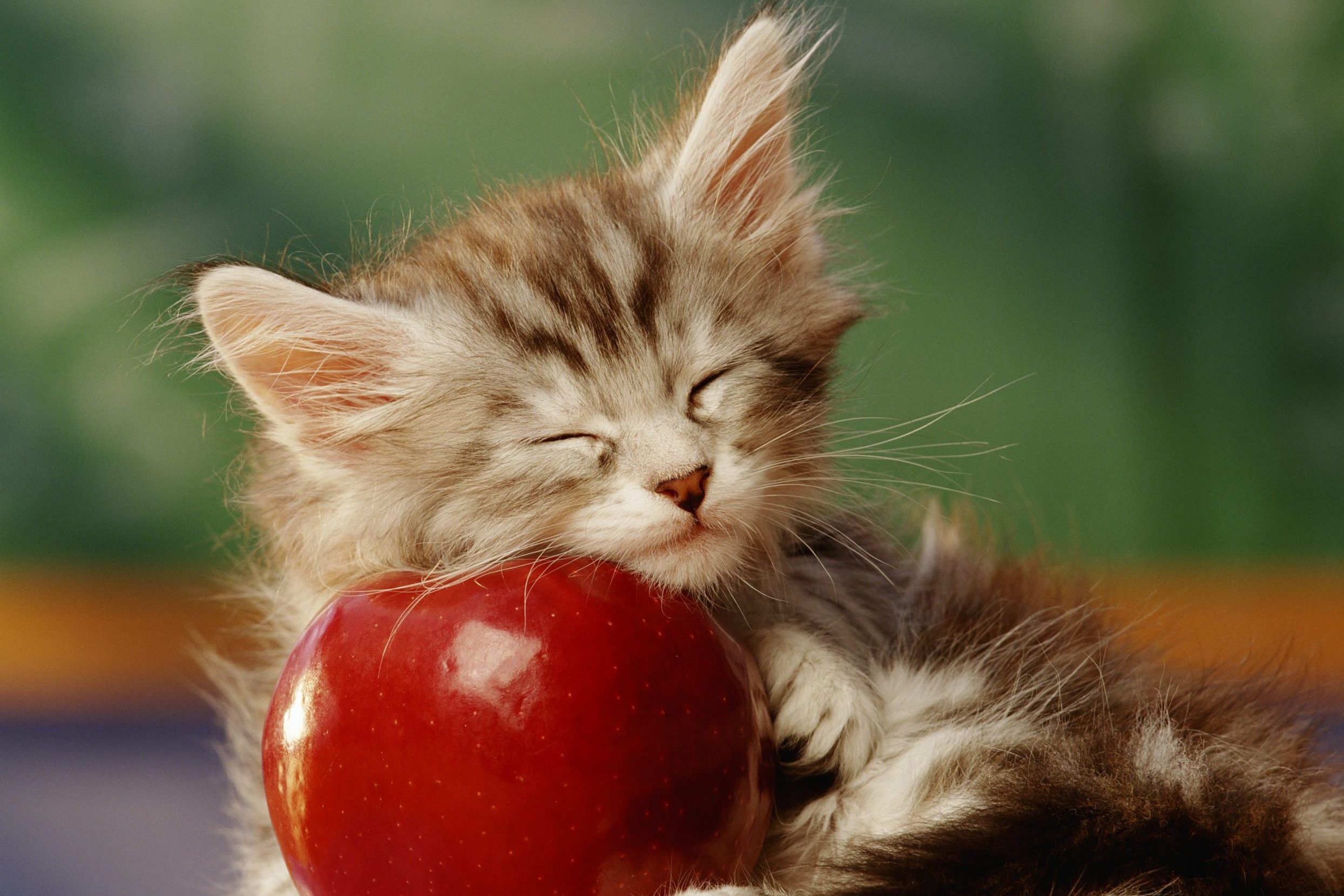 KITTEN SLEEPING ON APPLE IN CLASSROOM