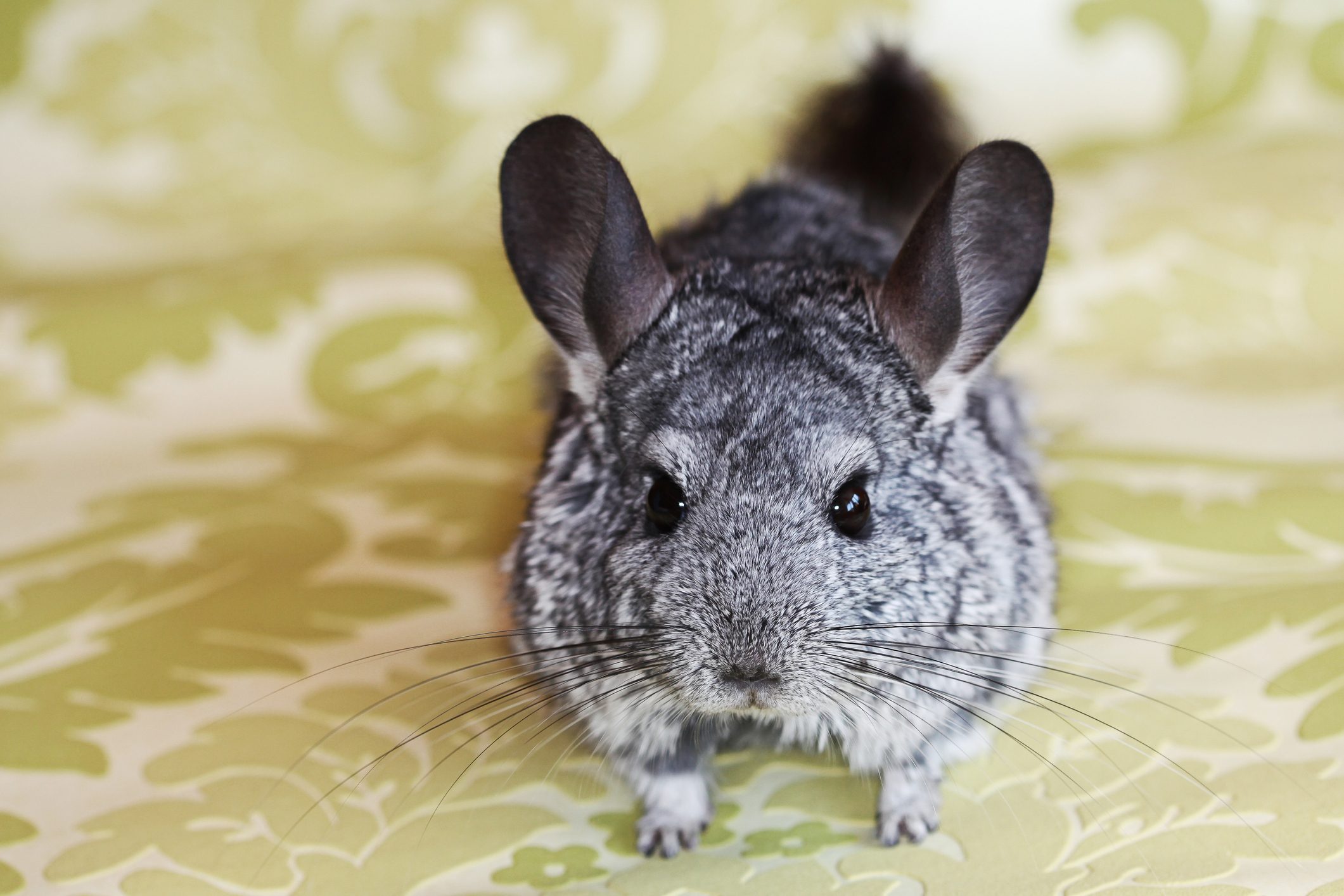 Chinchilla