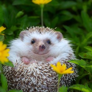 European Hedgehog playing at the flower garden, very pretty face and two front paws.