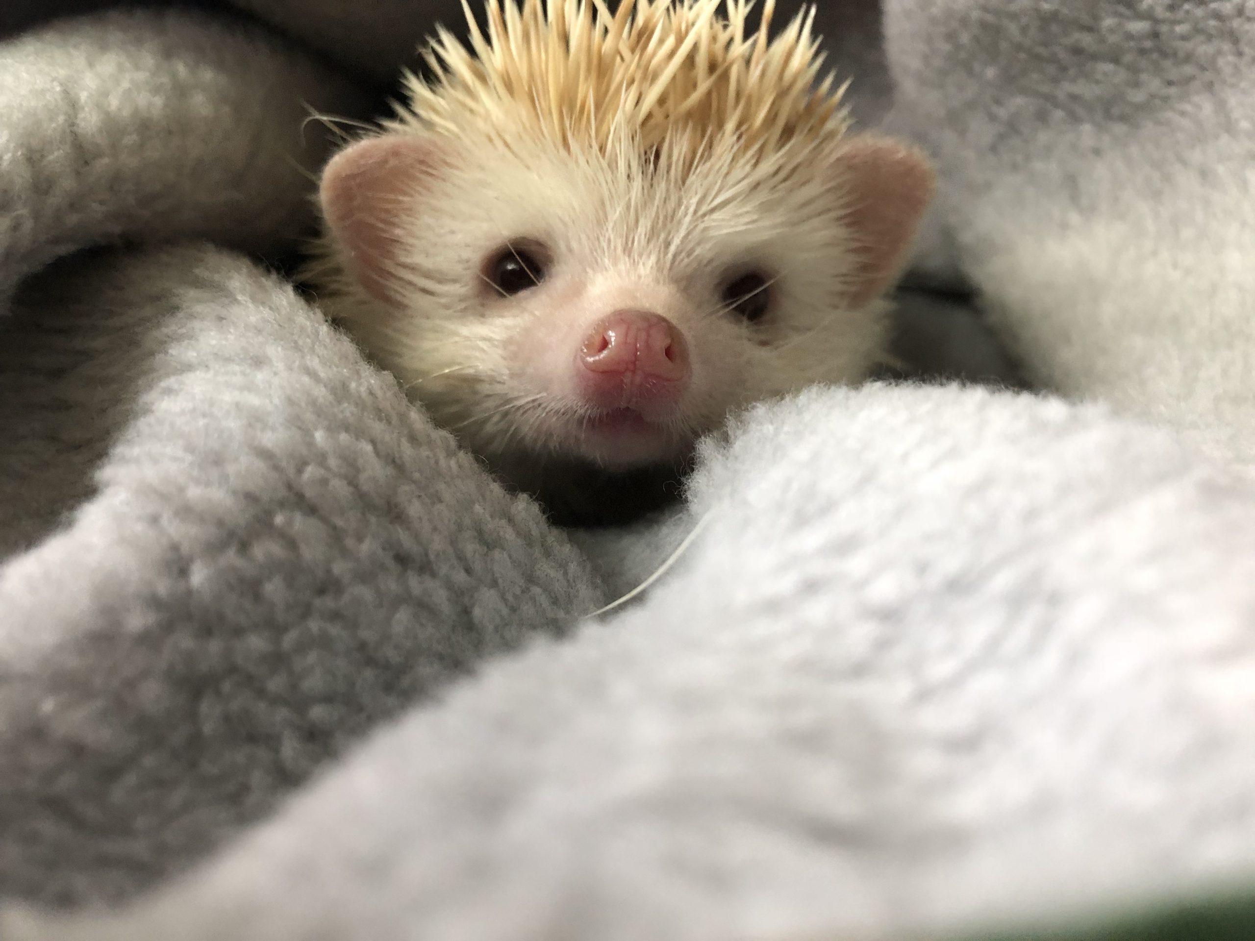 Hedgehog