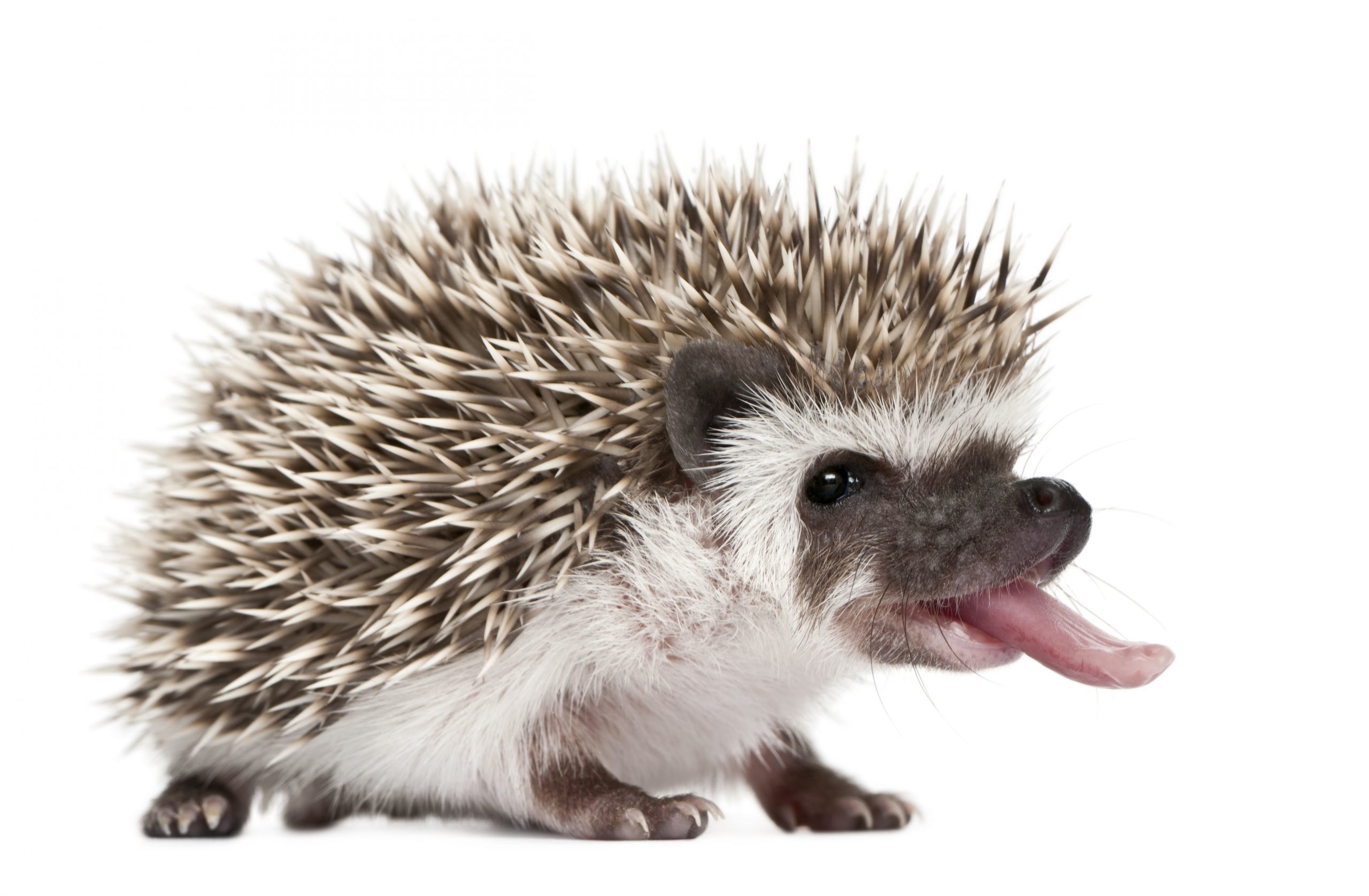 Four-toed Hedgehog - Atelerix albiventris (3 weeks