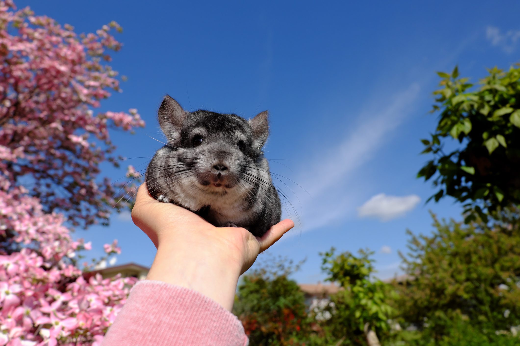 Chinchilla sitting on hand