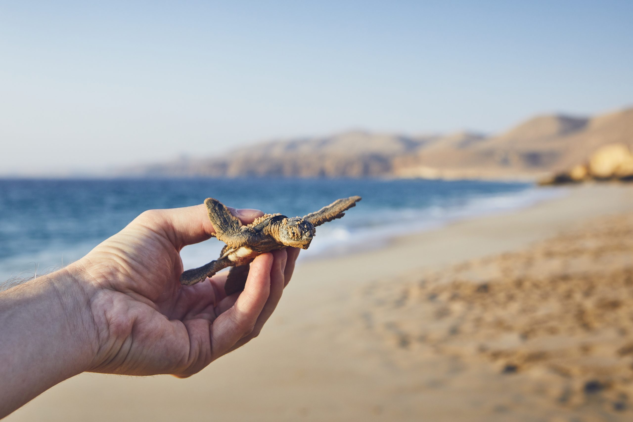 Rescue of green turtle