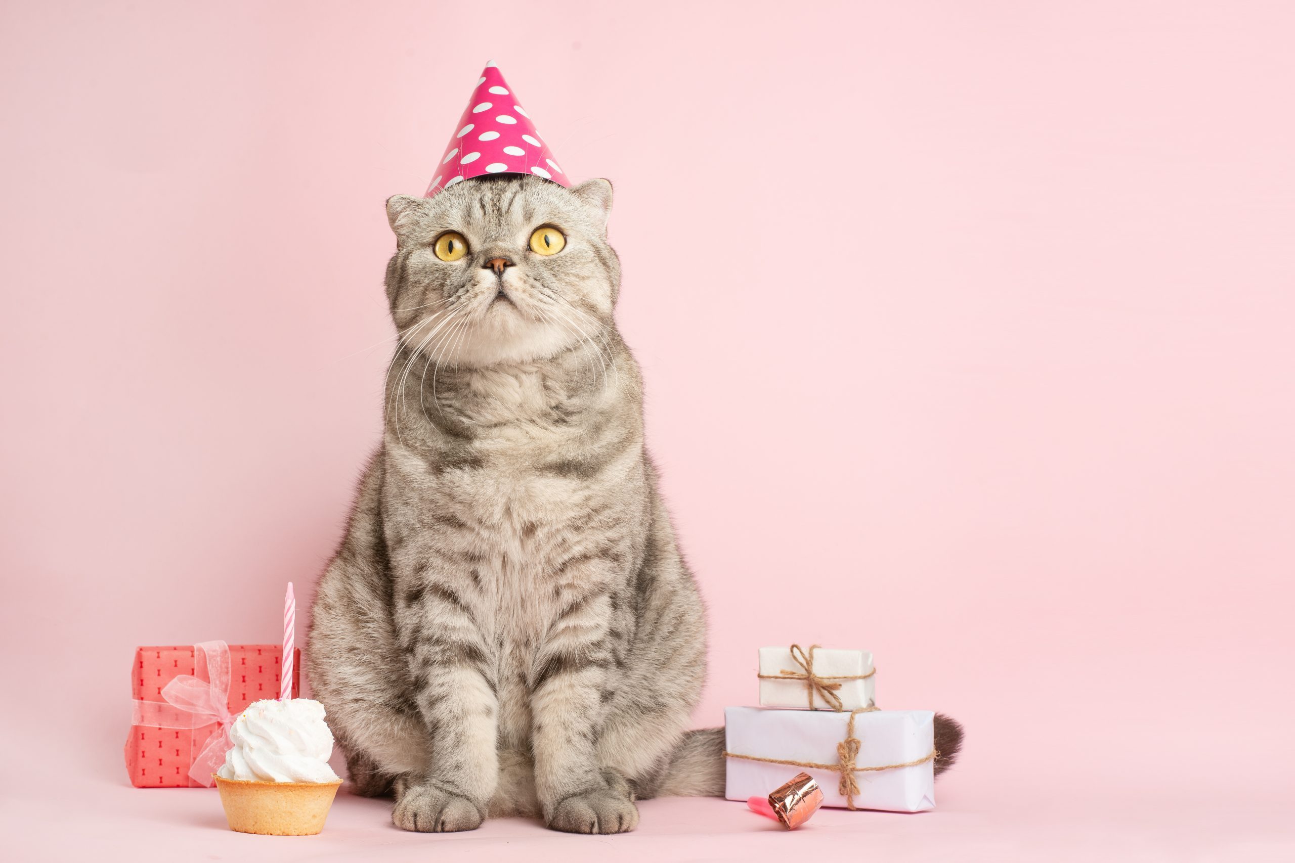 funny cat in a cap celebrates birthday, on a pink background