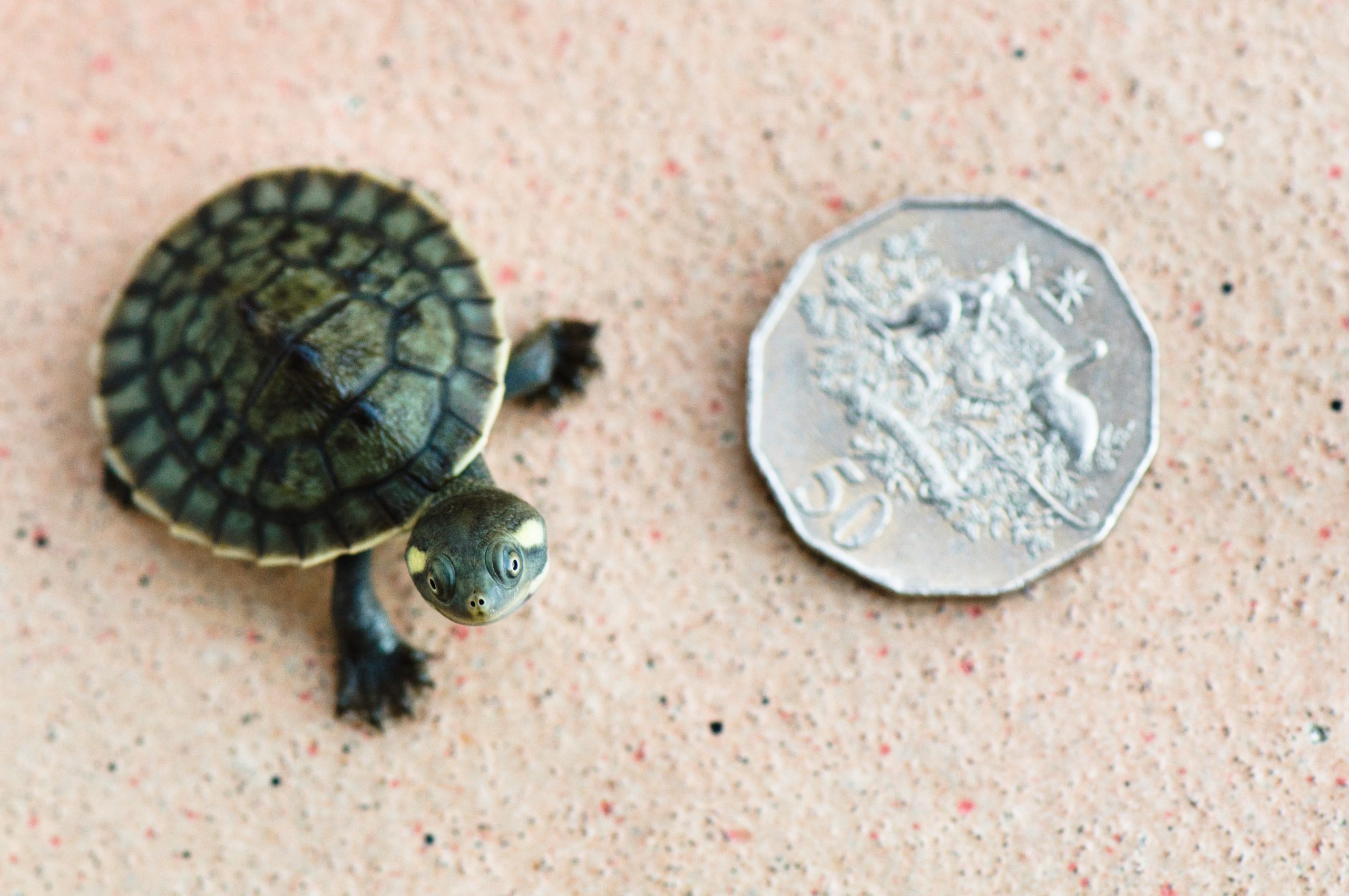 Baby turtle standing next to coin