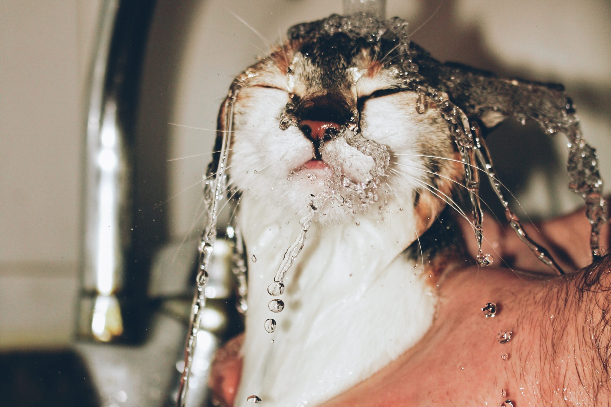 A cat under a stream of water