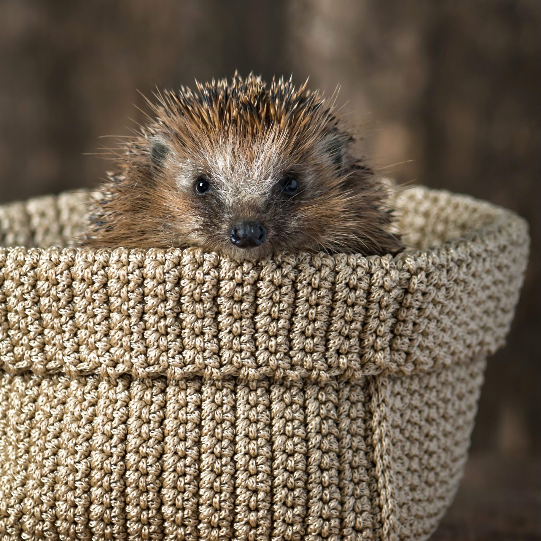 Cute young hedgehog in the knitted basket.