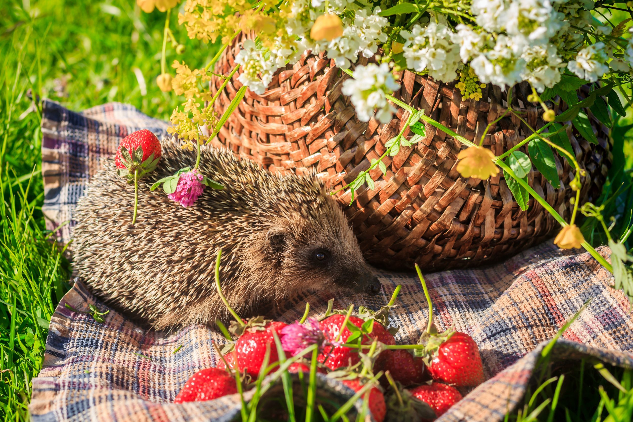 Hedgehog in the grass with strawberries on the background of a basket wicker,