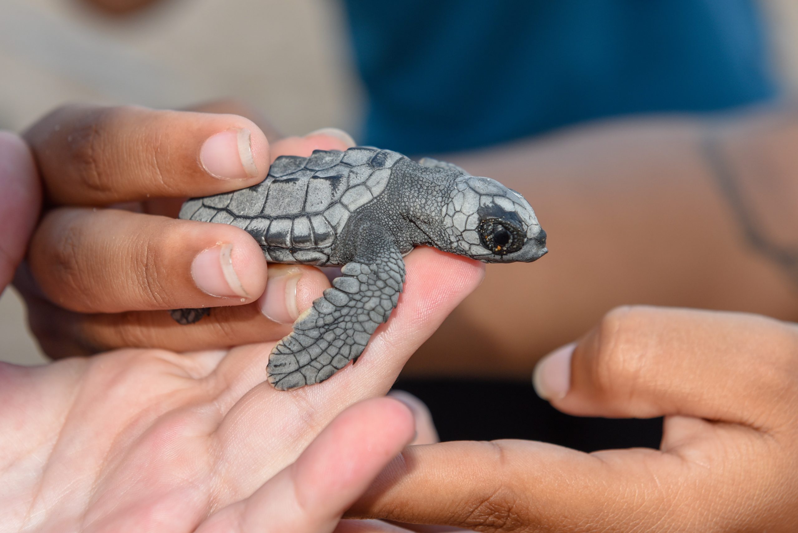 New born baby turtles at Praia do Forte, Brazil