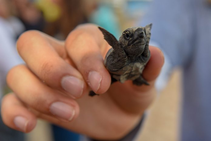 New born baby turtles at Praia do Forte, Brazil