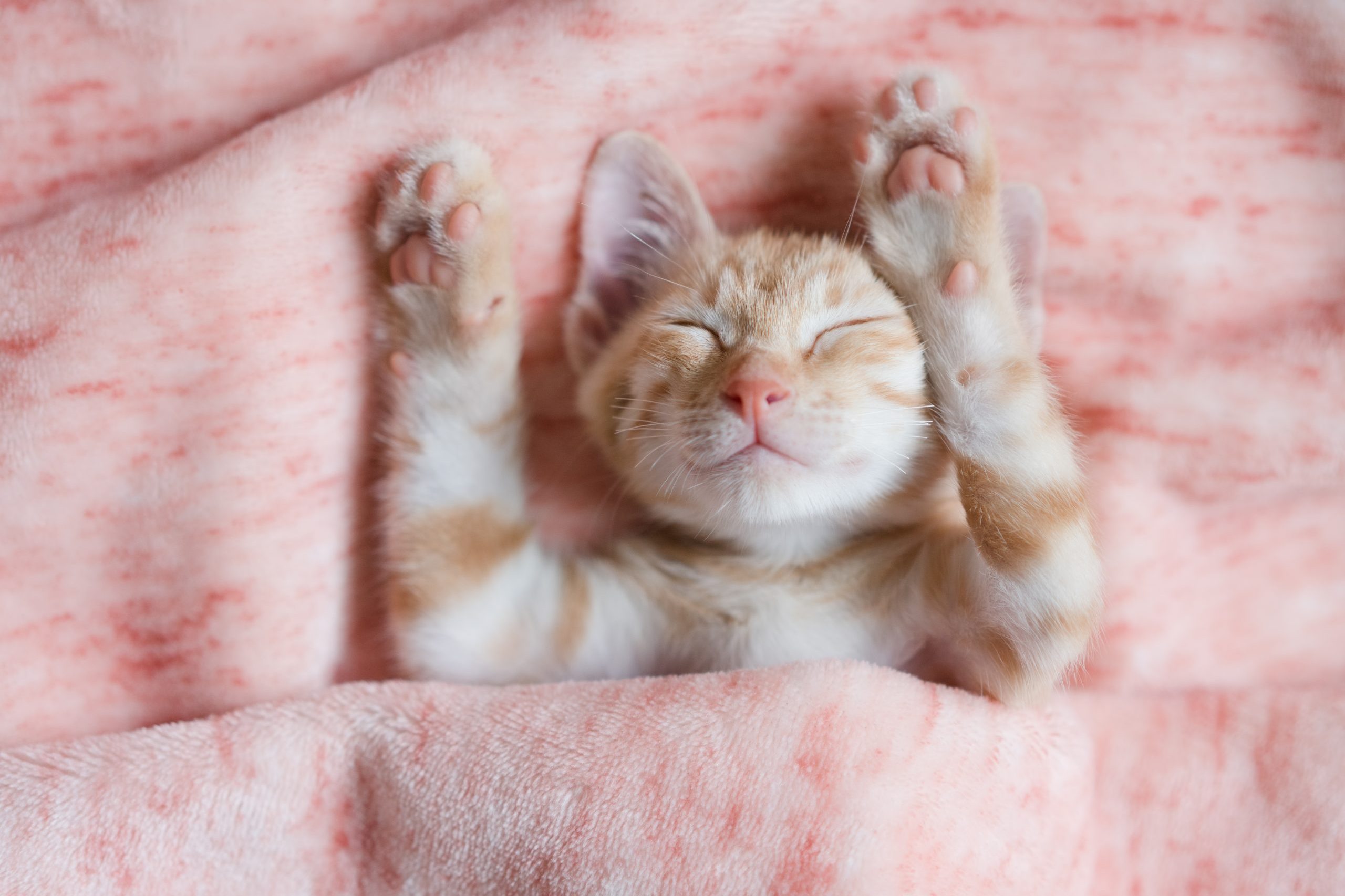 cat sleeping in nest