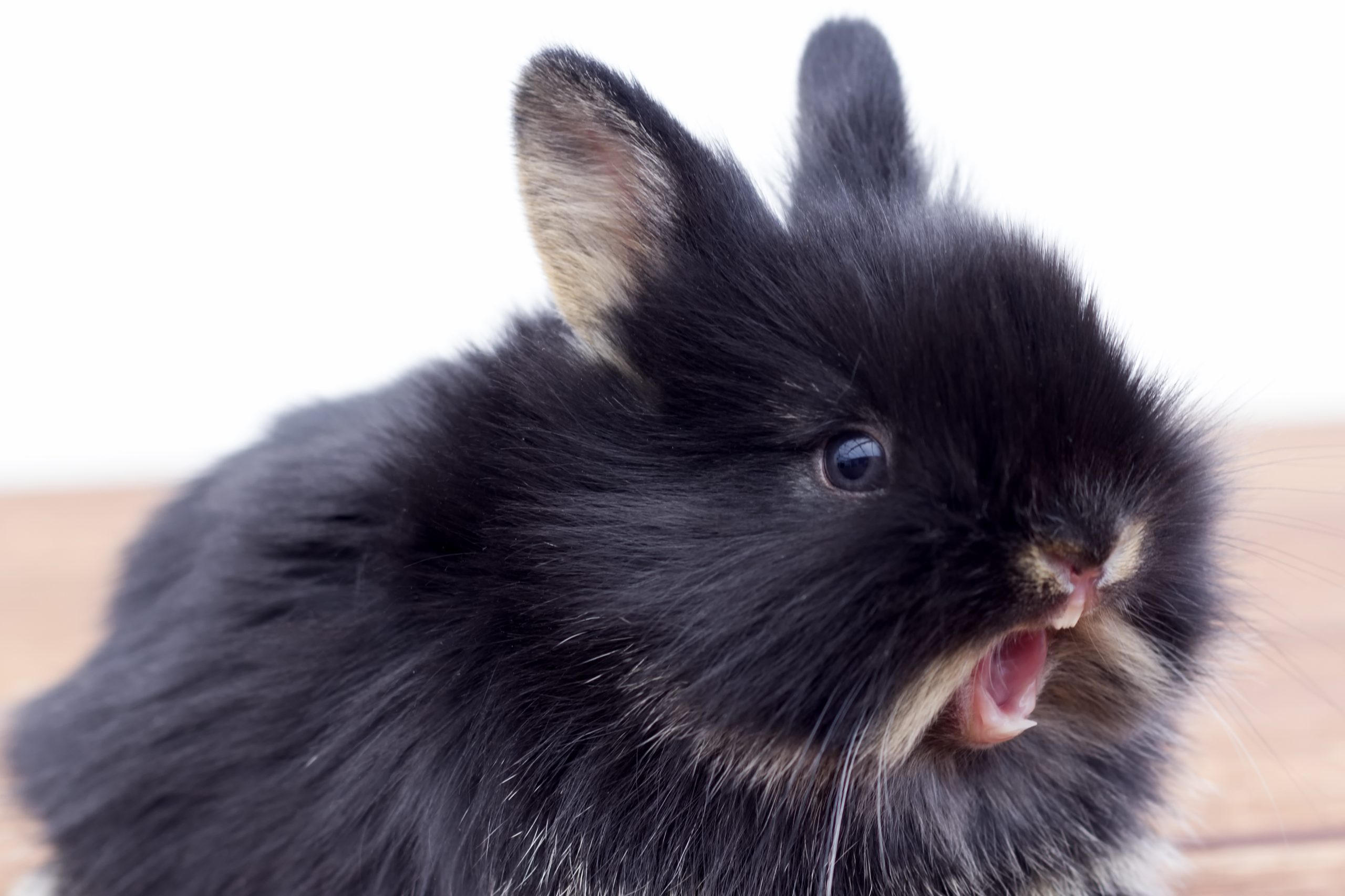 Rabbit with surprise face