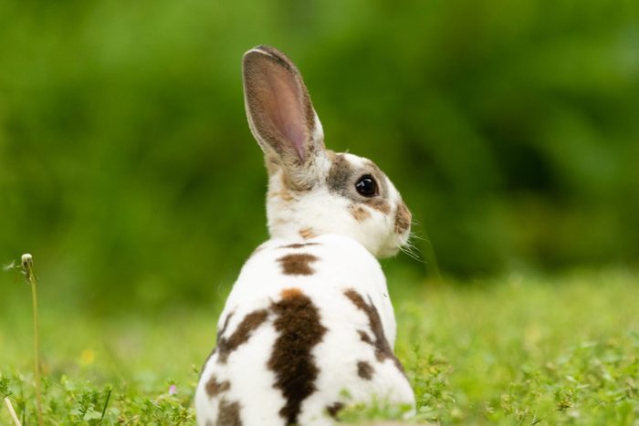 Mini Rex