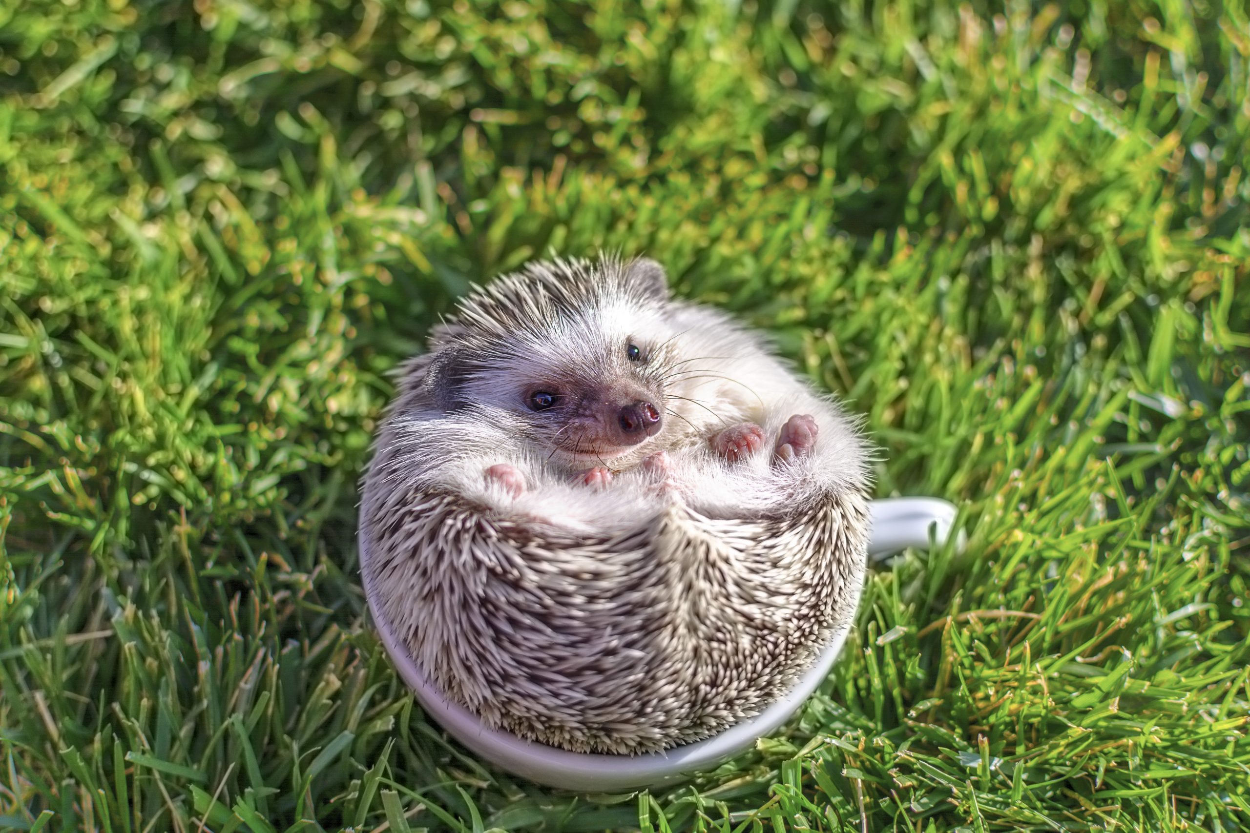 Young african hedgehog in white in the cup on the grass