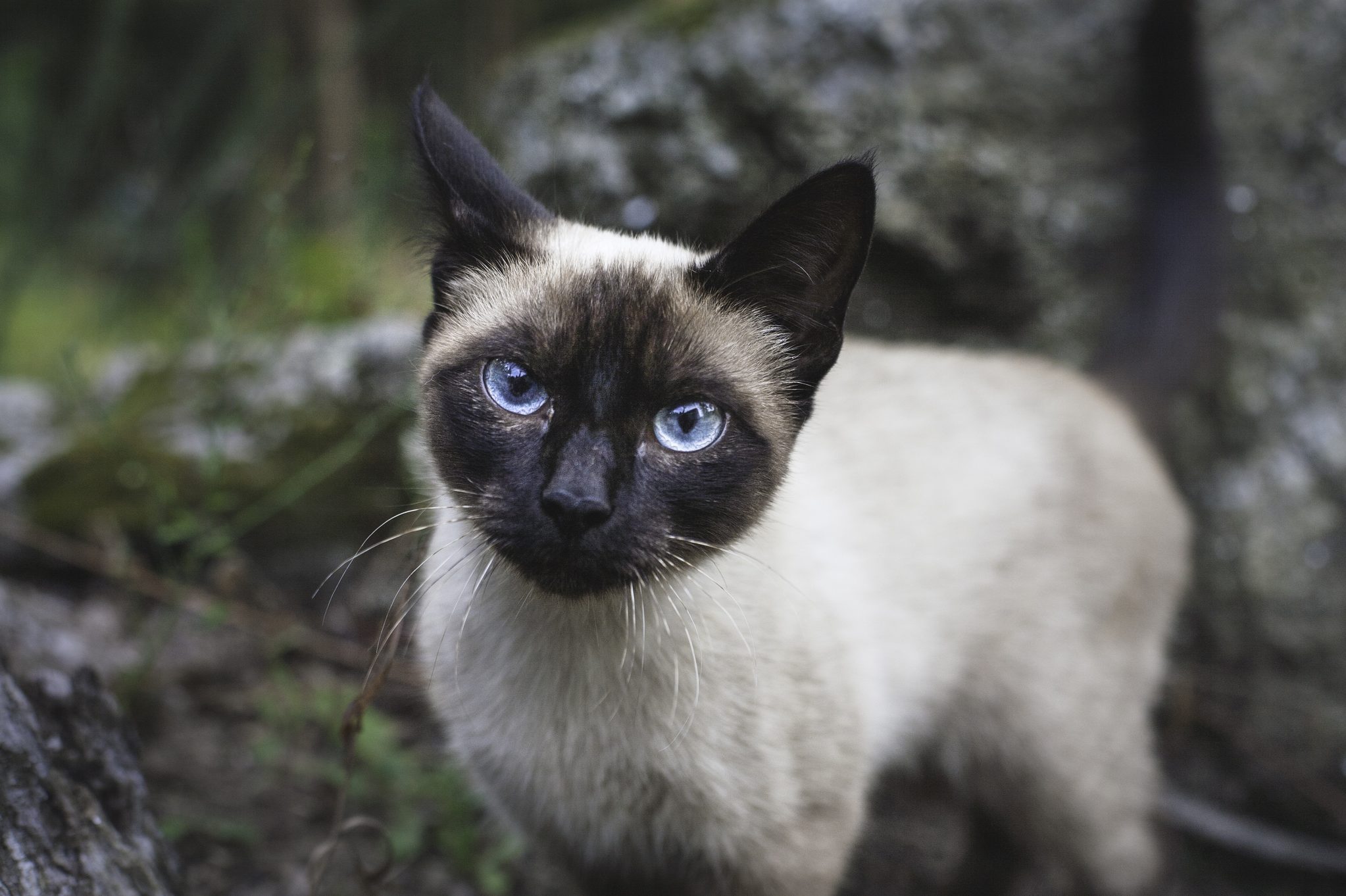 Stray Burmese Cat