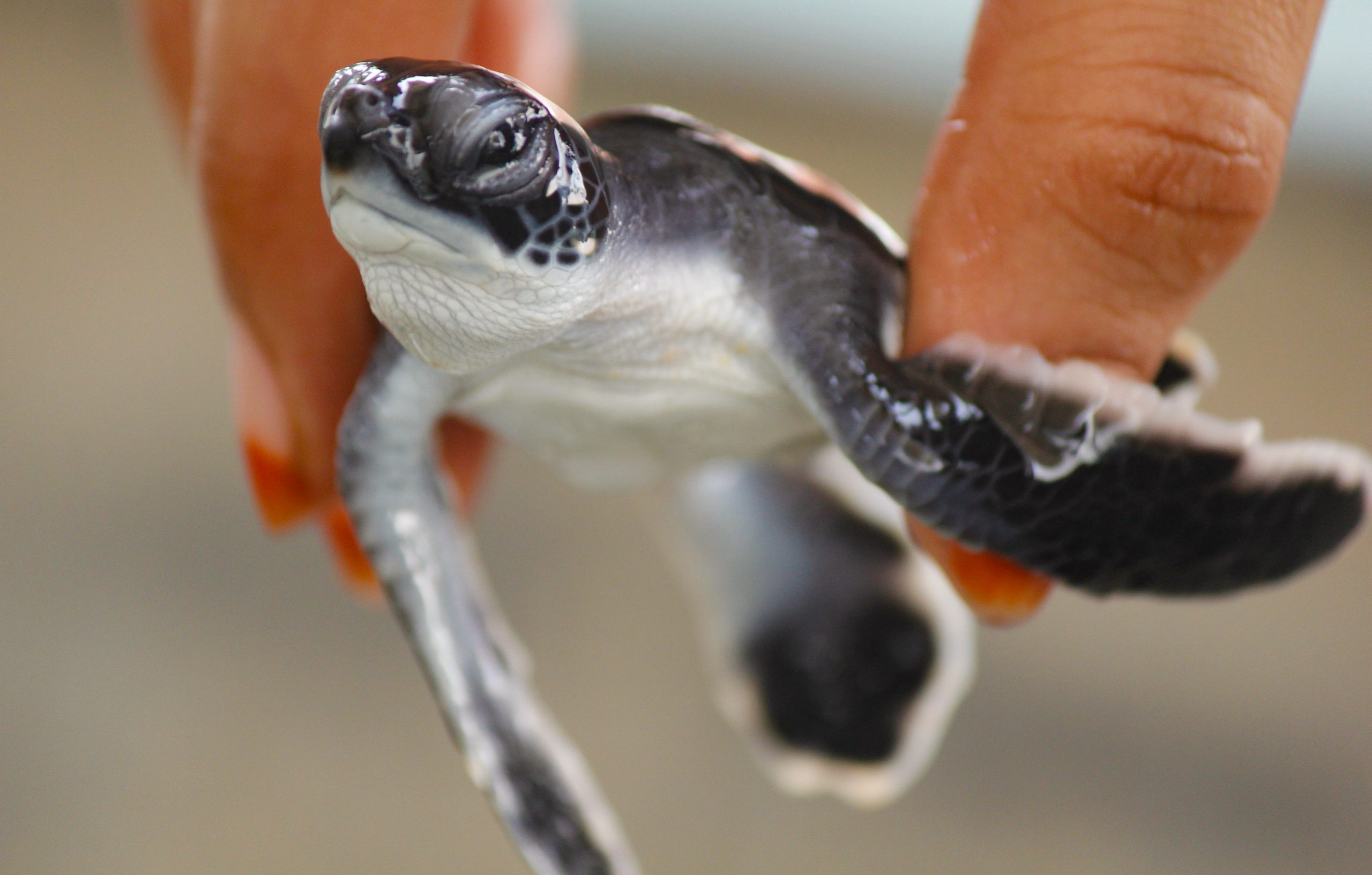 baby sea turtle hatching. One day old sea turtles in Hikkaduwa in the turtle farm.,Sri Lanka . Loggerhead baby sea turtle