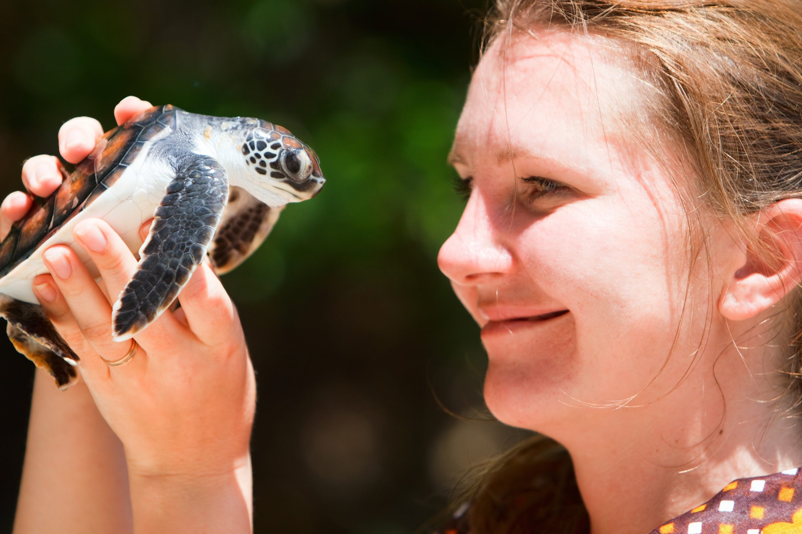 Baby sea turtle