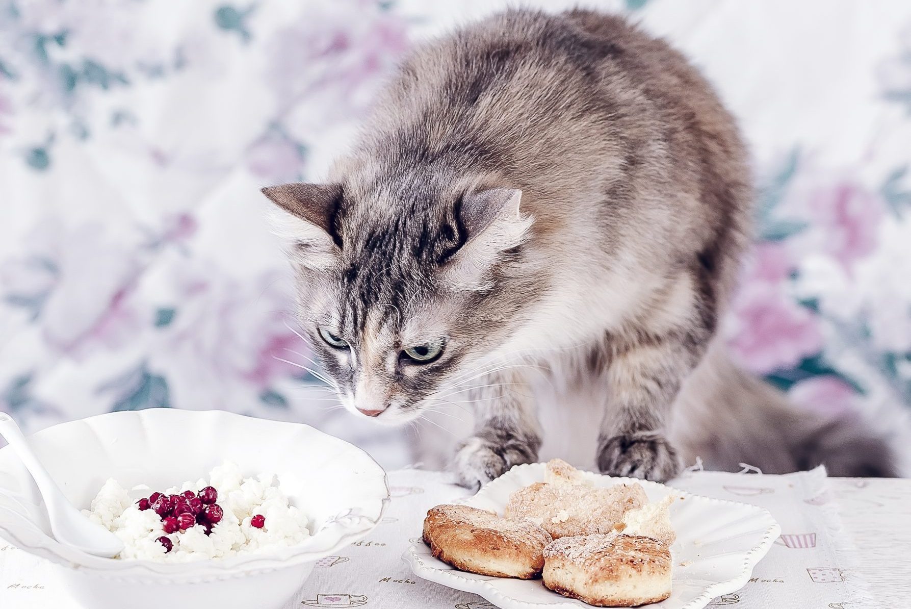 Gray Cat sniffing plates of food