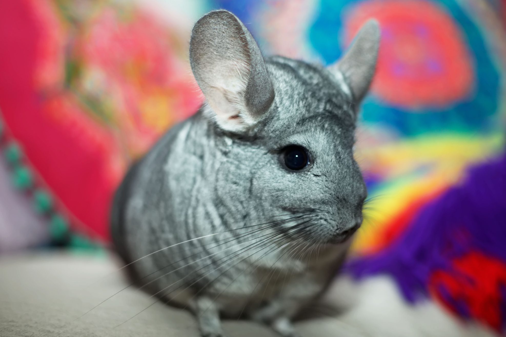 Standard Grey Chinchilla