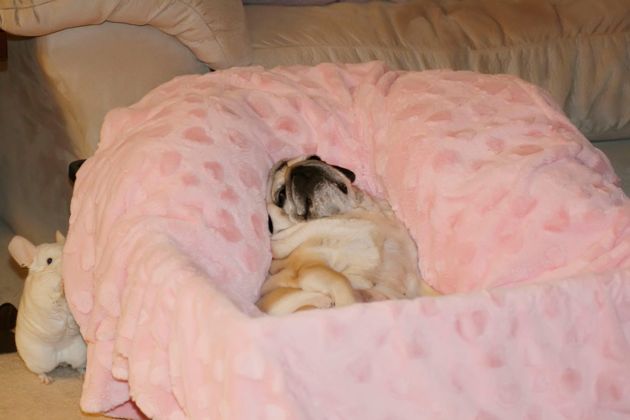 Very Relaxed Pug with a Very Sneaky Chinchilla