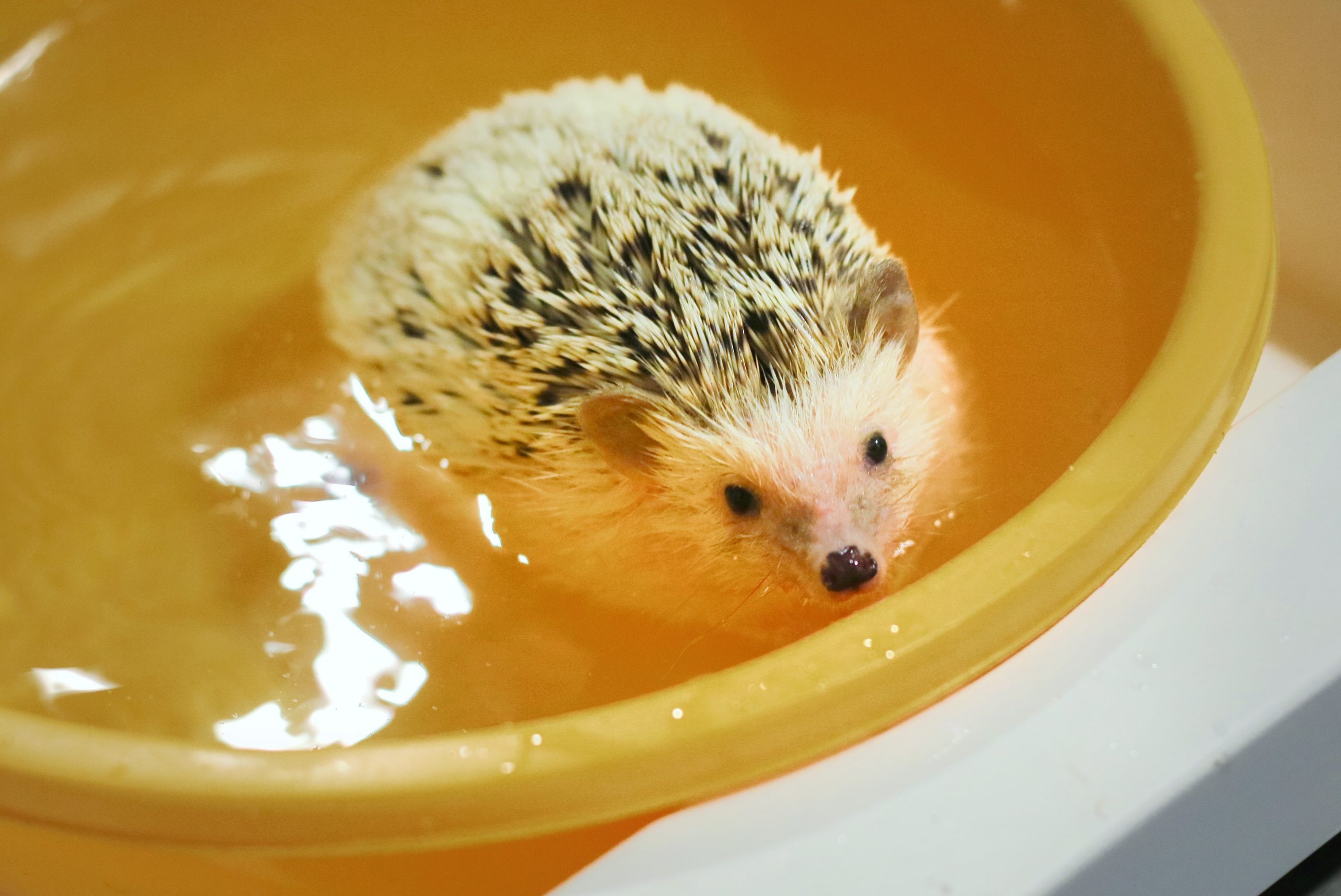 Young Hedgehog Swimming On The Yellow Bowl. Soft Focus. Animal Concept.