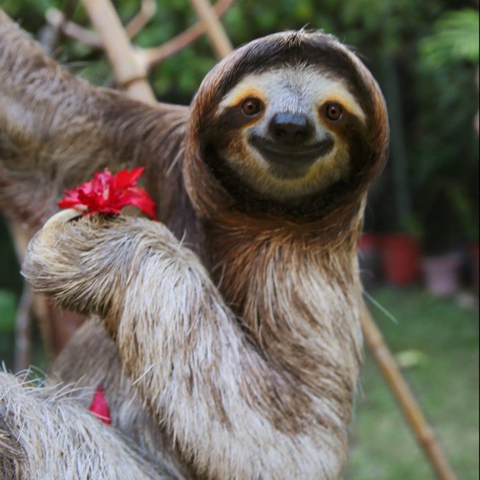 Happy, rescued Sloth
