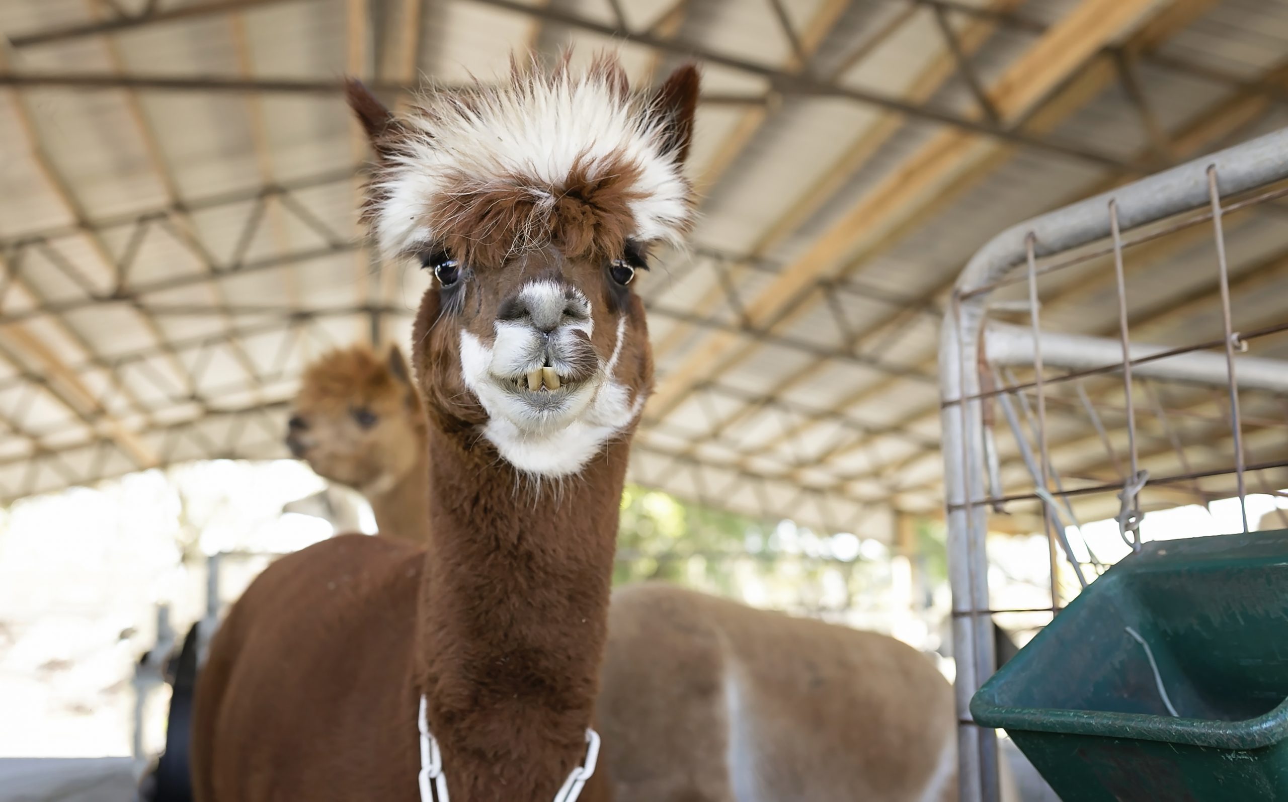 Dark brown Suri alpaca with white tuft of hair looking into camera