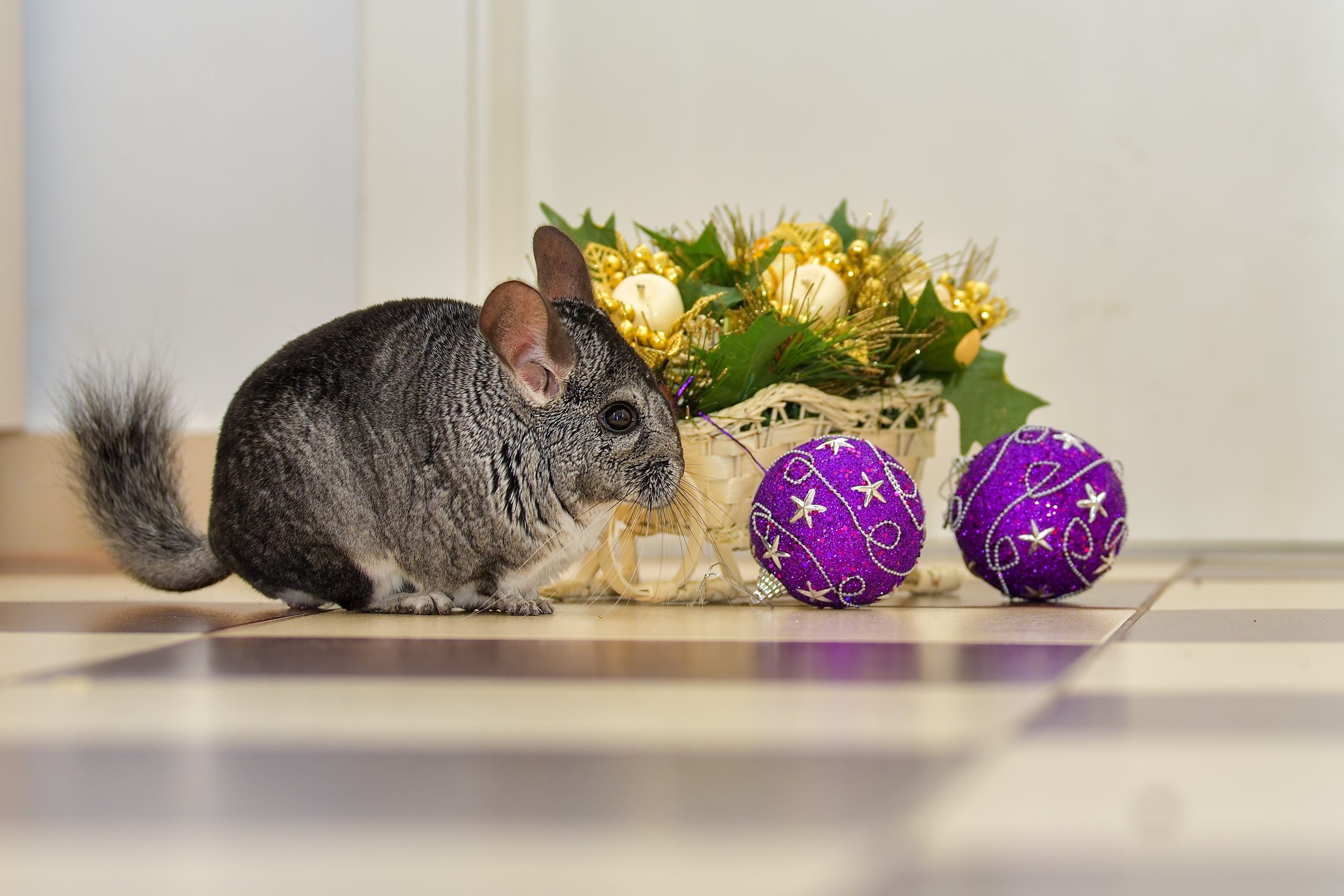 Grey nice chinchilla play with christmas decoration