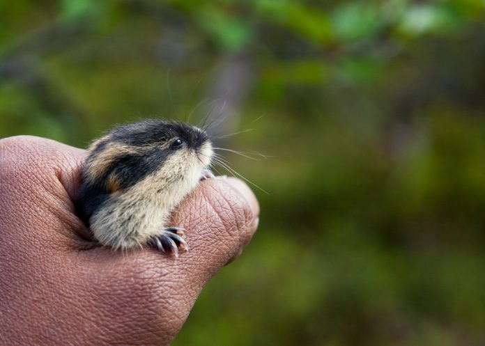 Baby Lemming