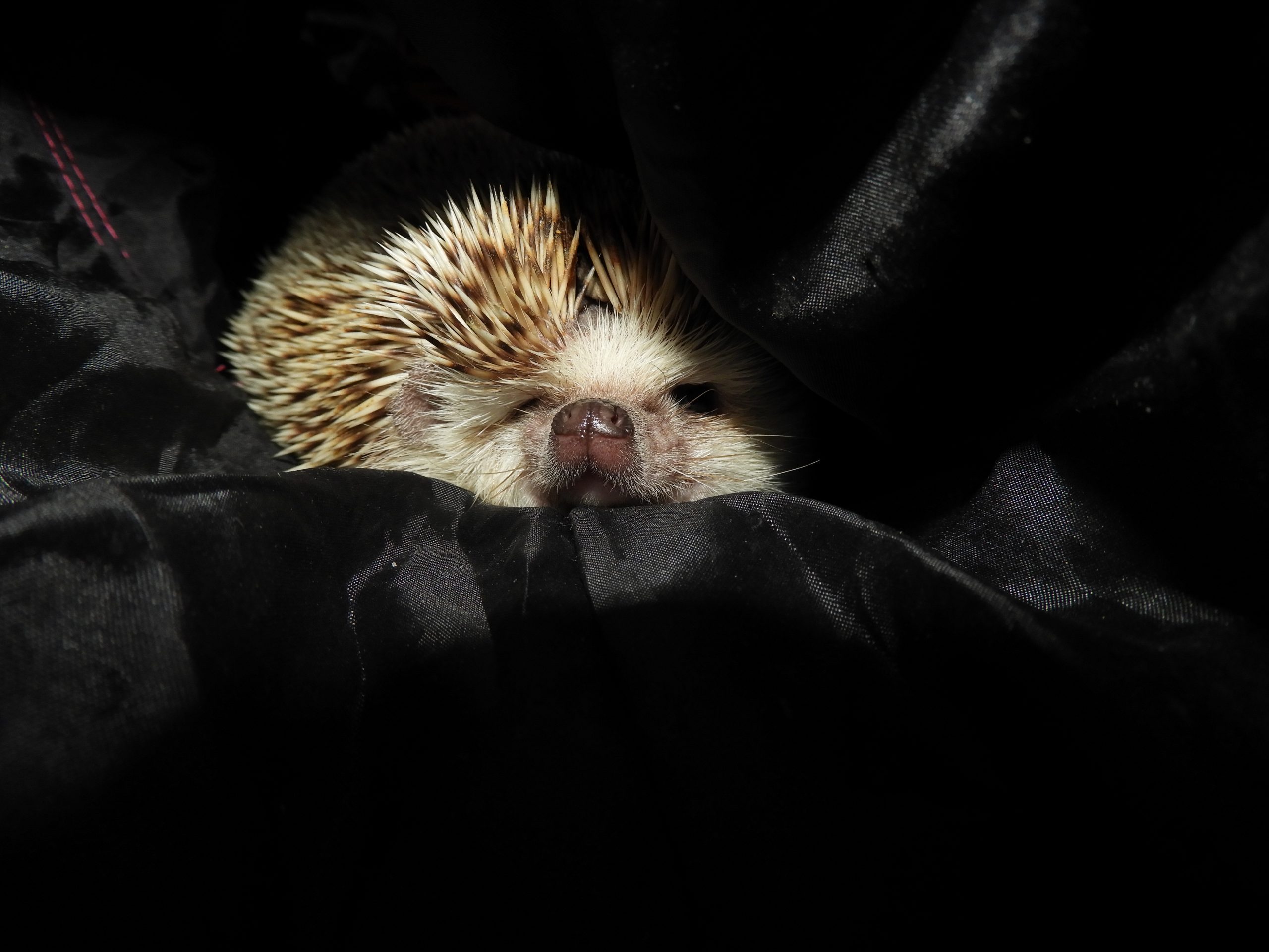 Close-Up Of Cozy Hedgehog In Blanket