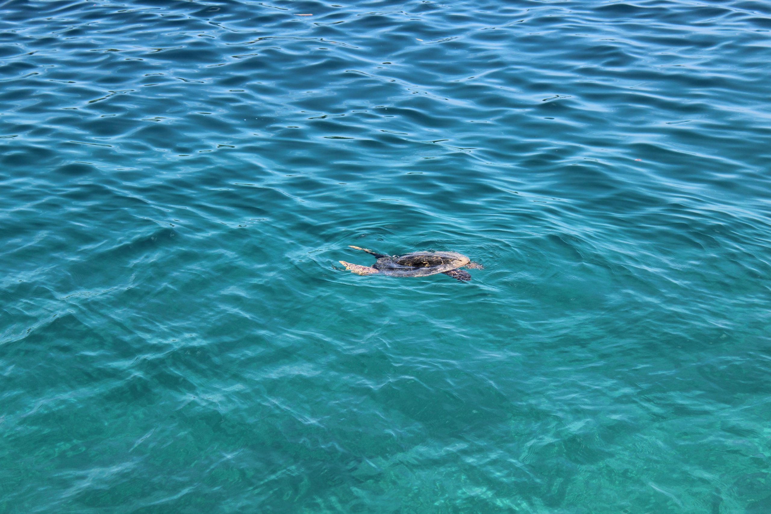 A Baby Of Turtle Lost At Sea When The Swimming, High Angle View Of Turtle Swimming In Sea