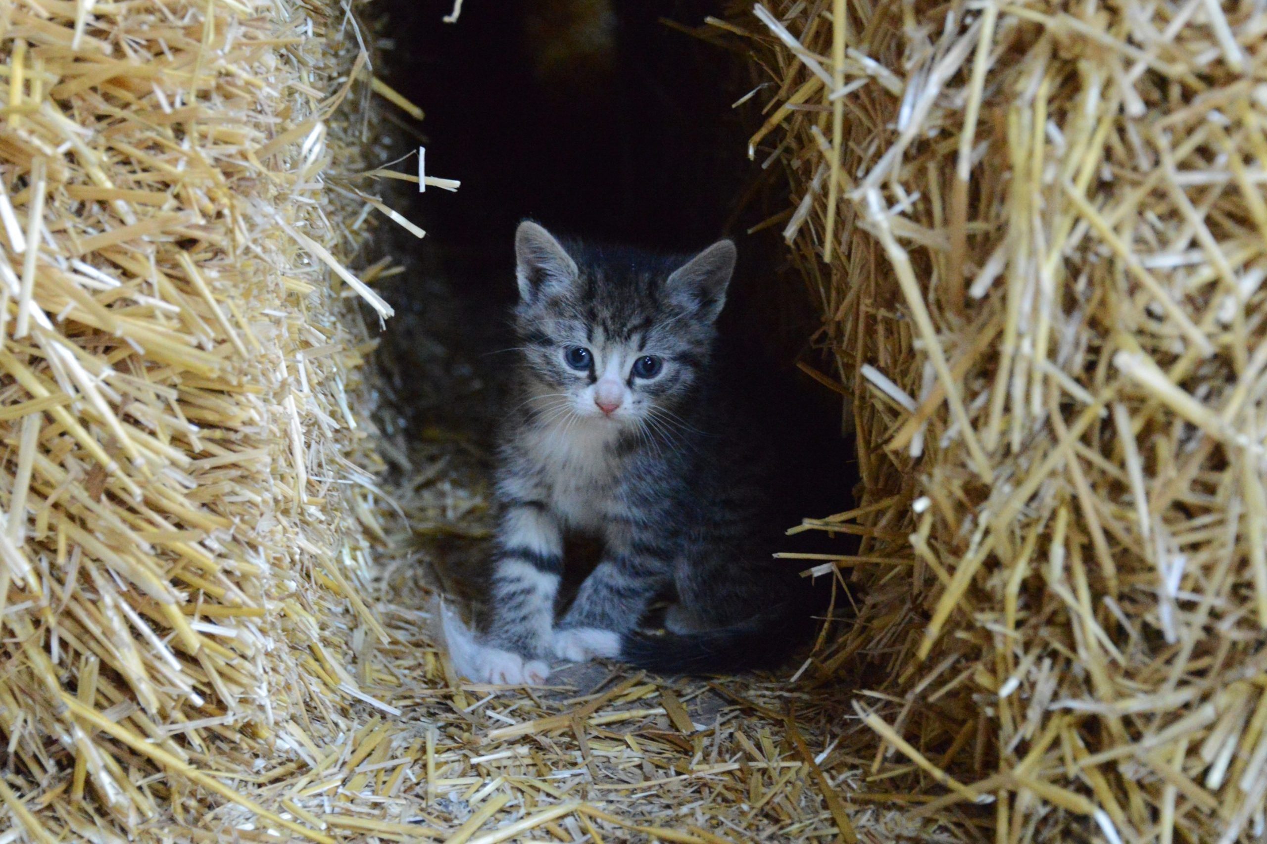 Portrait Of Kitten