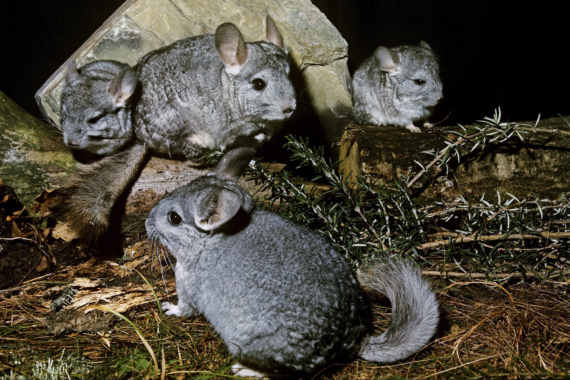 CHINCHILLA chinchilla laniger, GROUP OF ADULTS