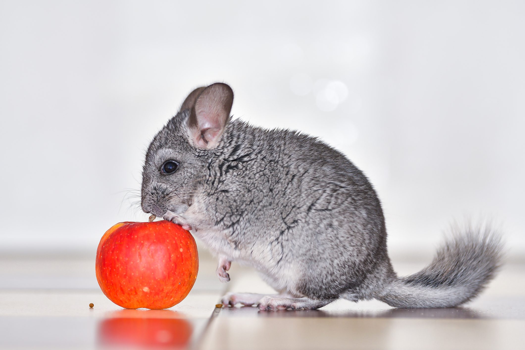 Little gray chinchilla in house