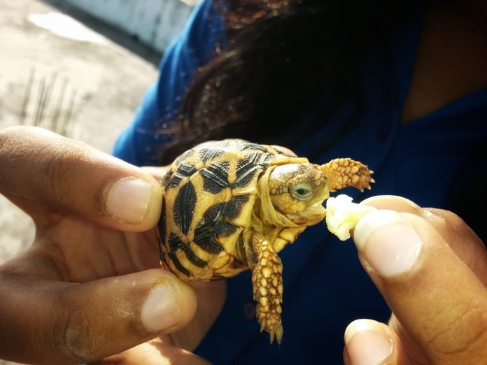 Baby star turtle eating, cute baby turtle eating broccoli from hand