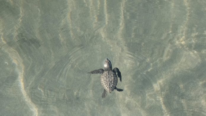 Baby turtle swimming in the ocean