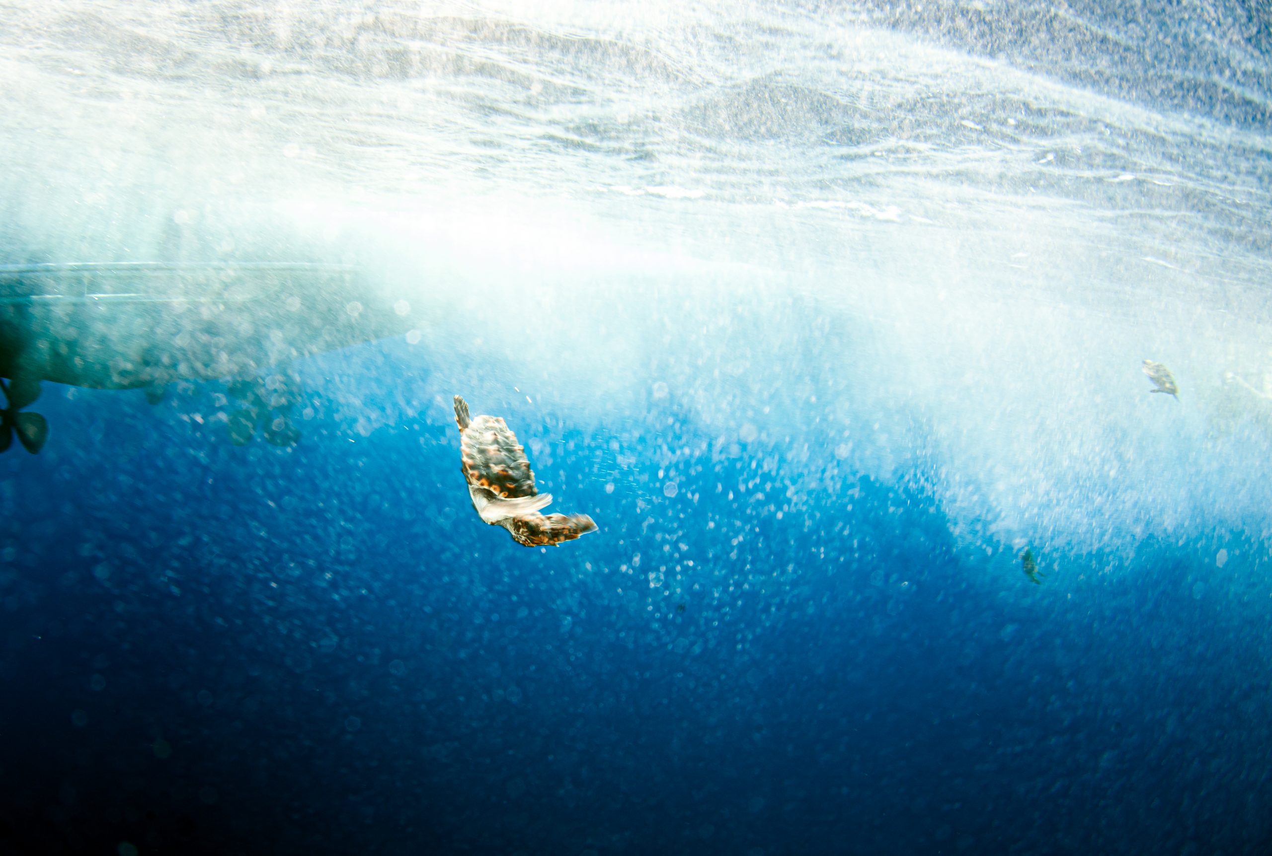 Sea Turtle release at the Bahamas