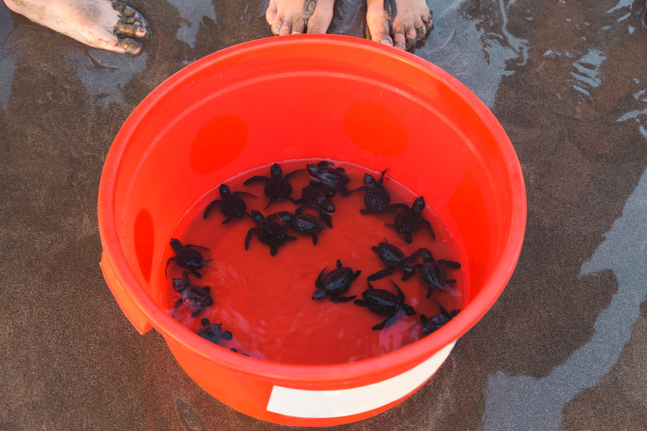 Young turtles in bucket on beach, Seminyak, Bali, Indonesia