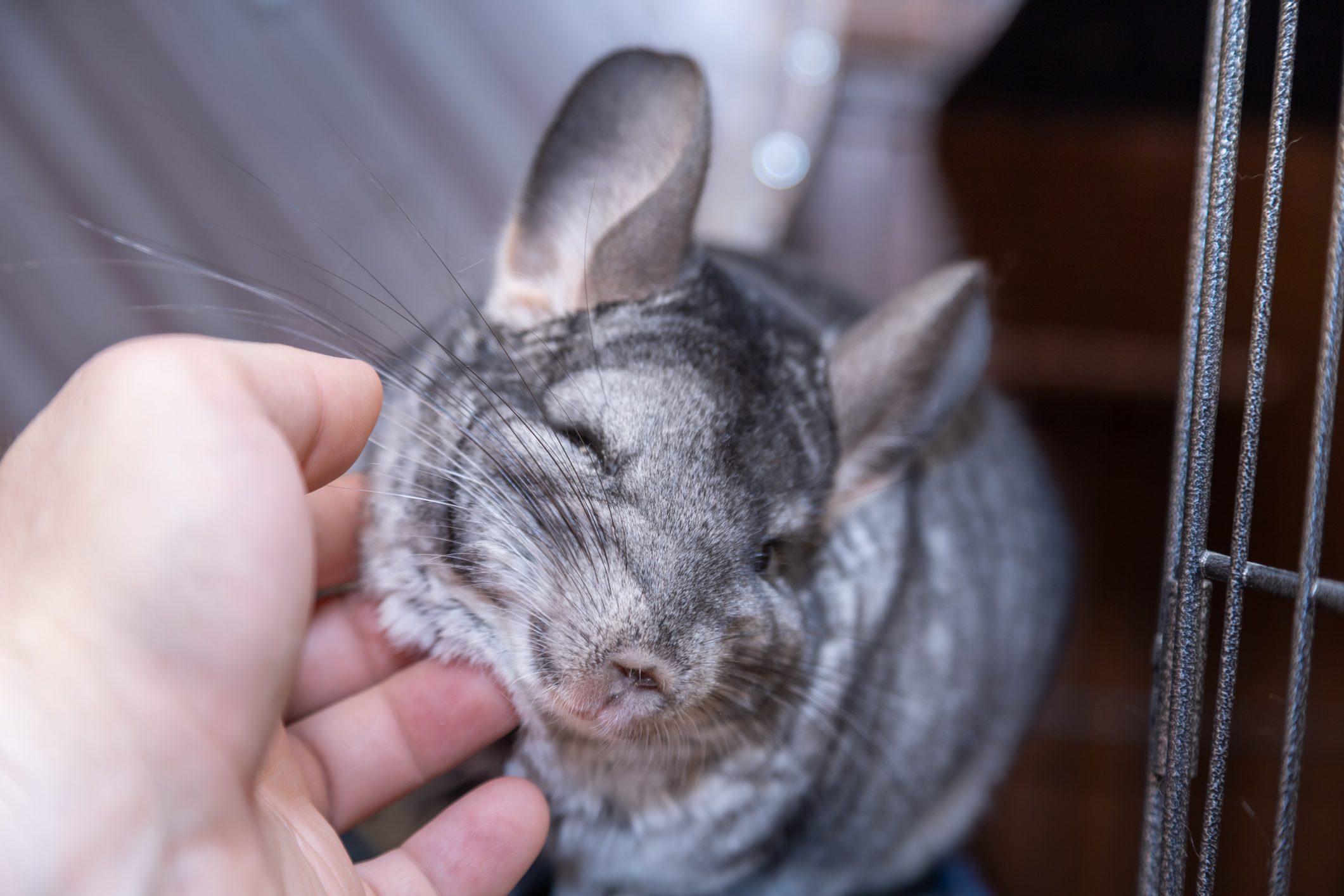 big furry gray chinchilla loves caress and my hand