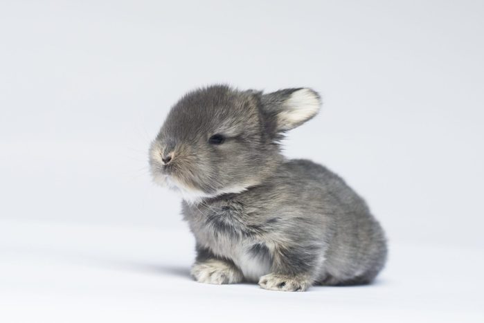 Gray Baby Bunning Sitting on White Background