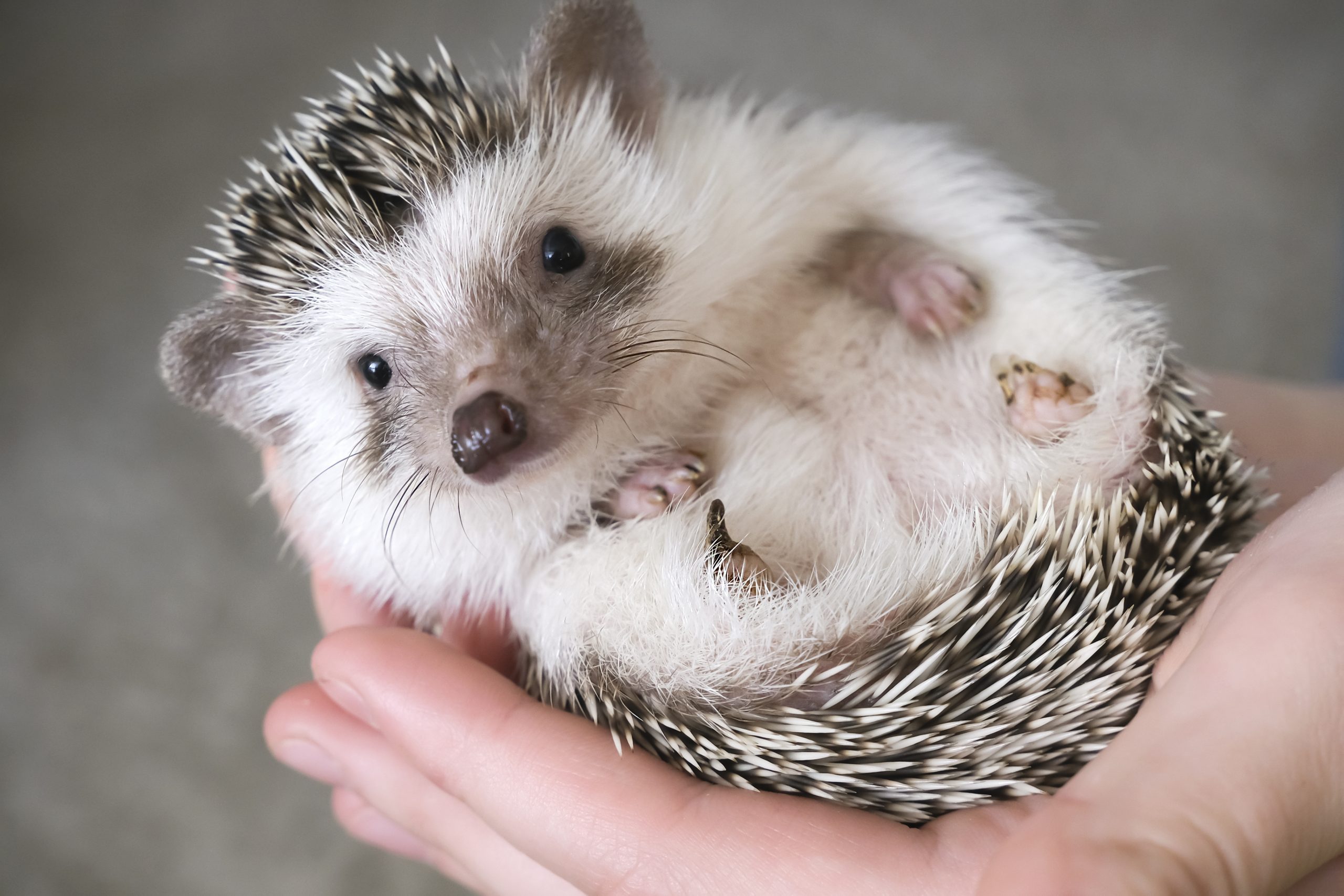 African pygmy hedgehog lies in the hands of a person. High quality photo